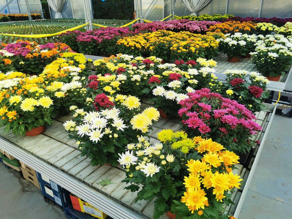 Chryzantemy chryzantema kule drobnokwiatowe kopka PRODUCENT HURT detal