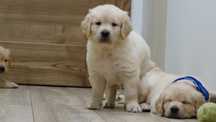 Piesek rasy Golden retriever