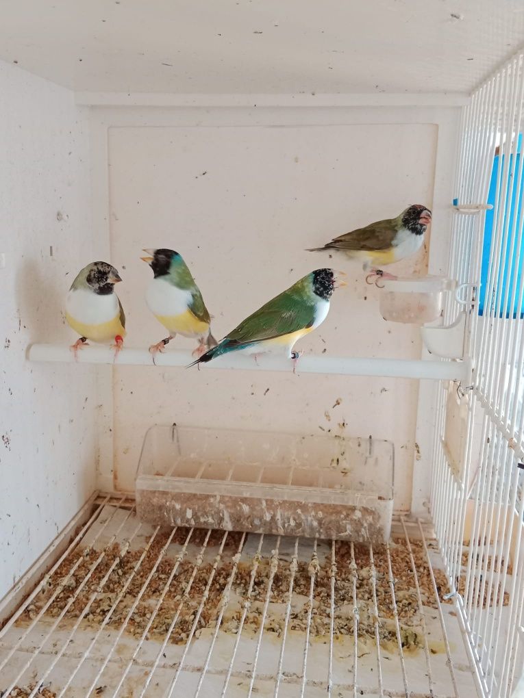 Diamantes de Gould