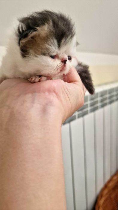 Kotka perska, kocięta perskie  ,PKD negatywne!