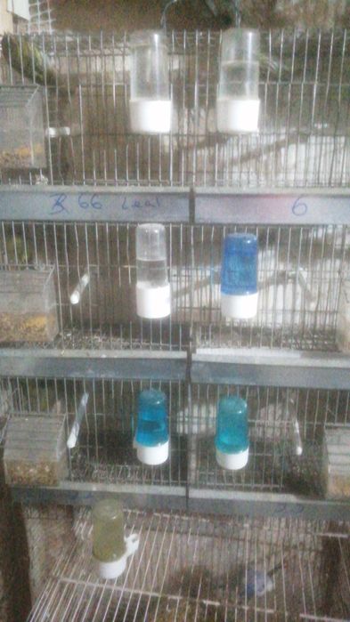 Pássaros de canto, excelentes passarinhos