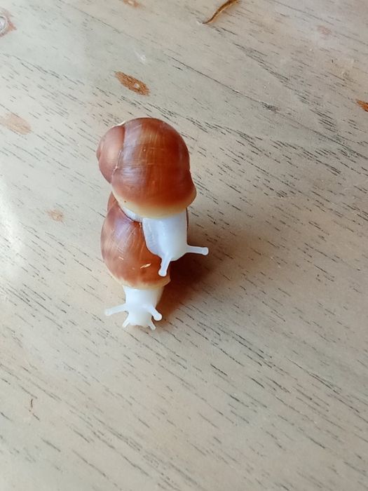 Улитята архахатины вентрикозы