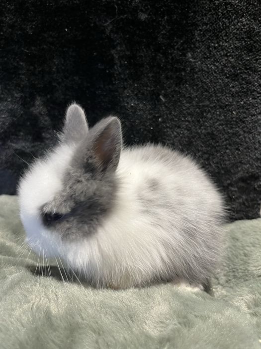 Króliczek Karzełek Teddy Aqualife