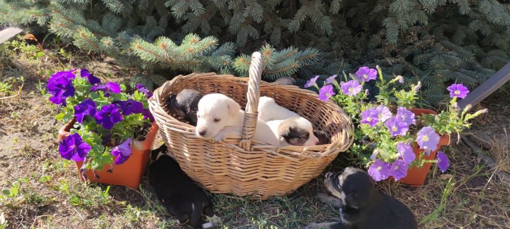 Отдам красивых щенков
