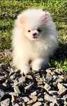 Maleńki przepuchaty miś
 pomeranian