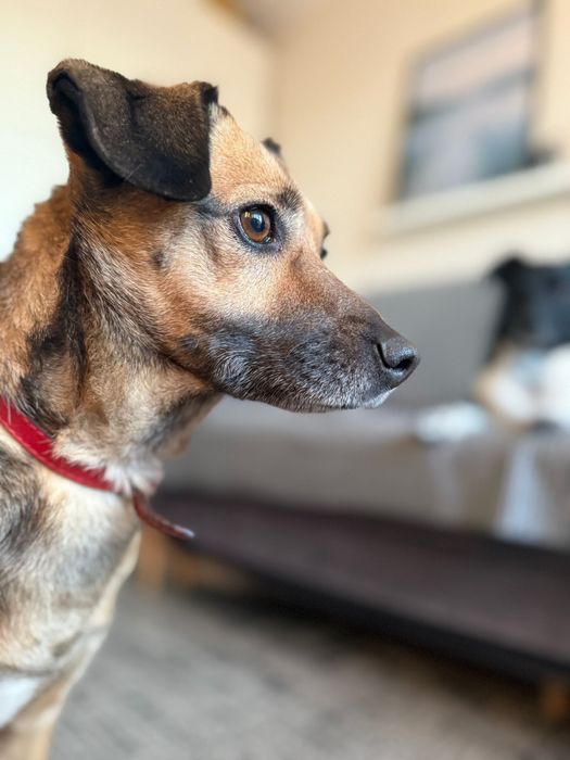 Cudowna Leti szuka domku