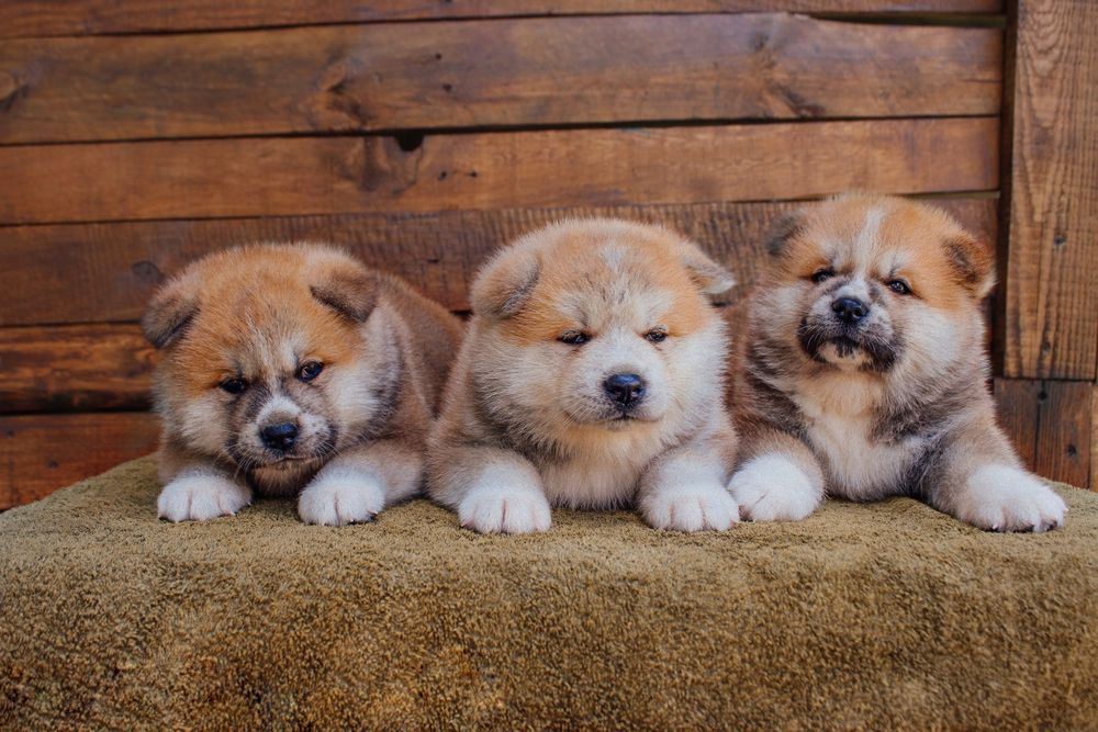 Акіта іну,  цуценята японської  акіти, Хатіко