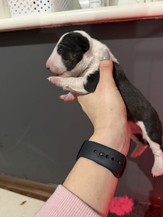 Bulterier miniaturowy ZKWP Tricolor