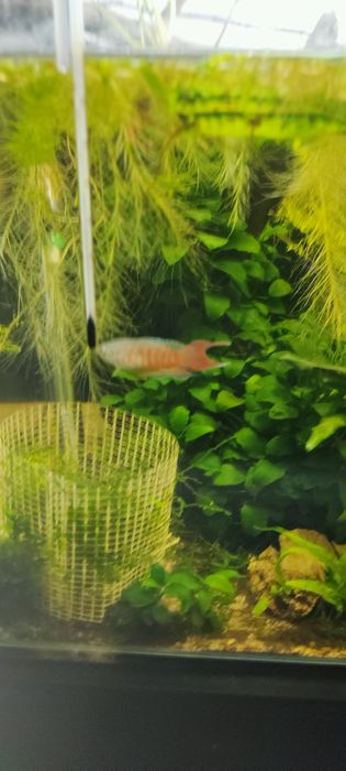 Peixe Paraíso azul casal