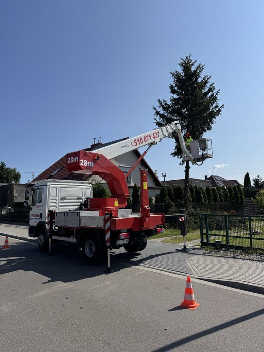 Wycinka i Przycinanie Drzew / Tui z podnośnika koszowego - Pruszcz Gd.