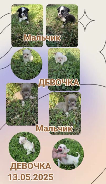 Бронь Чихуахуа є дівчата і хлопчік ще.
