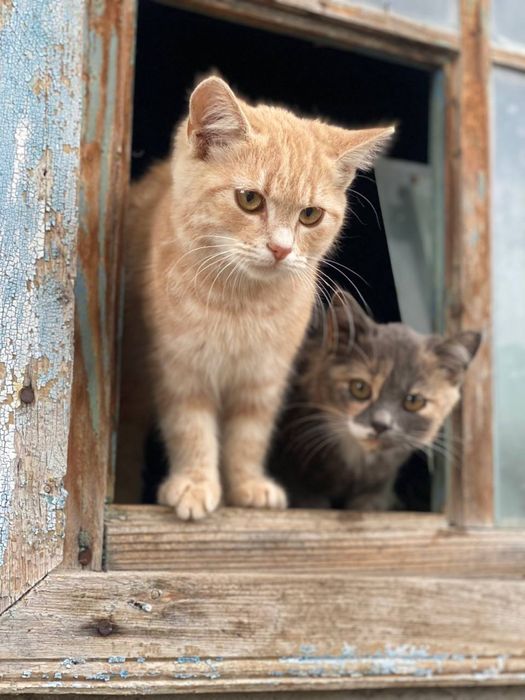 Трьохмасна киця шукає люблячю родину