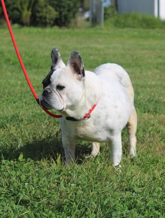 Sasha Bulldog Francês