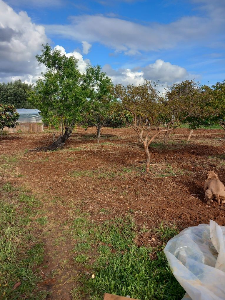 Vendo terreno com 1hectar Vilamoura/Boliqueime