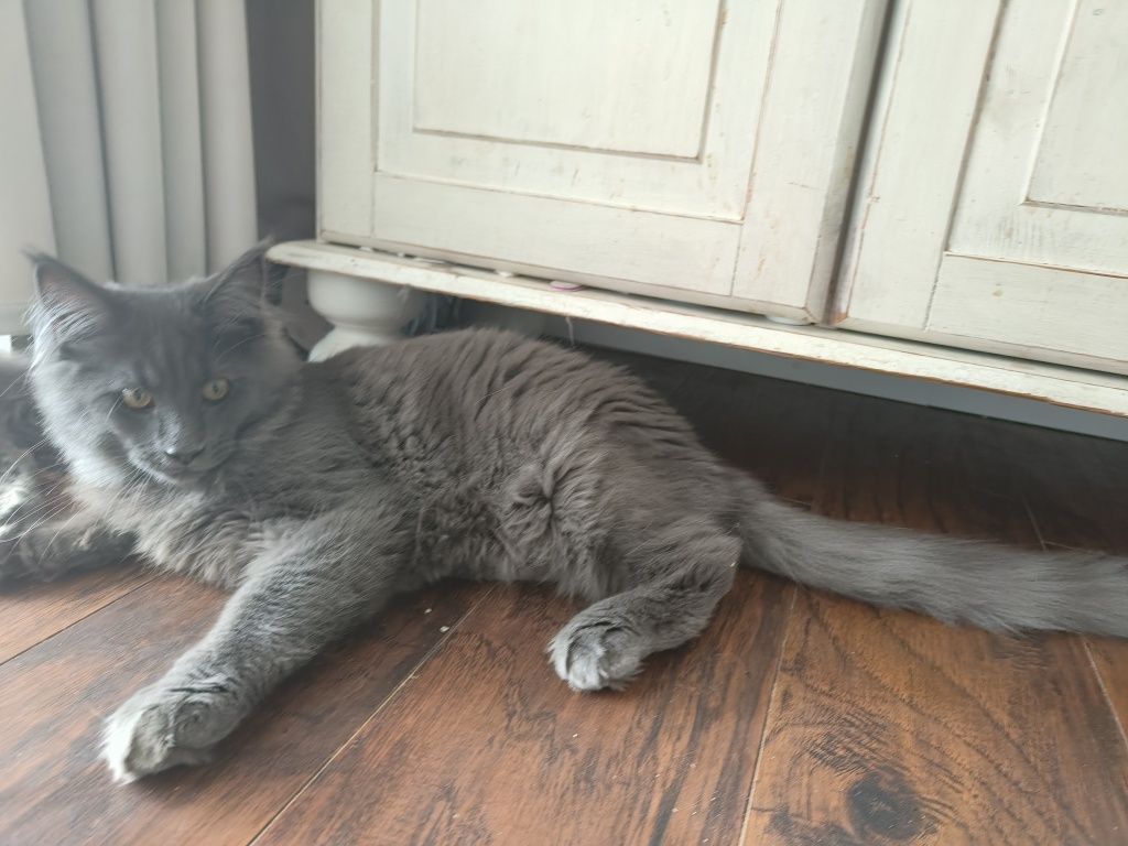 Maine coon Śliczna kotka