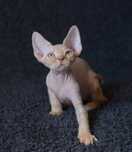 Rudy chłopiec Devon Rex z rodowodem FPL