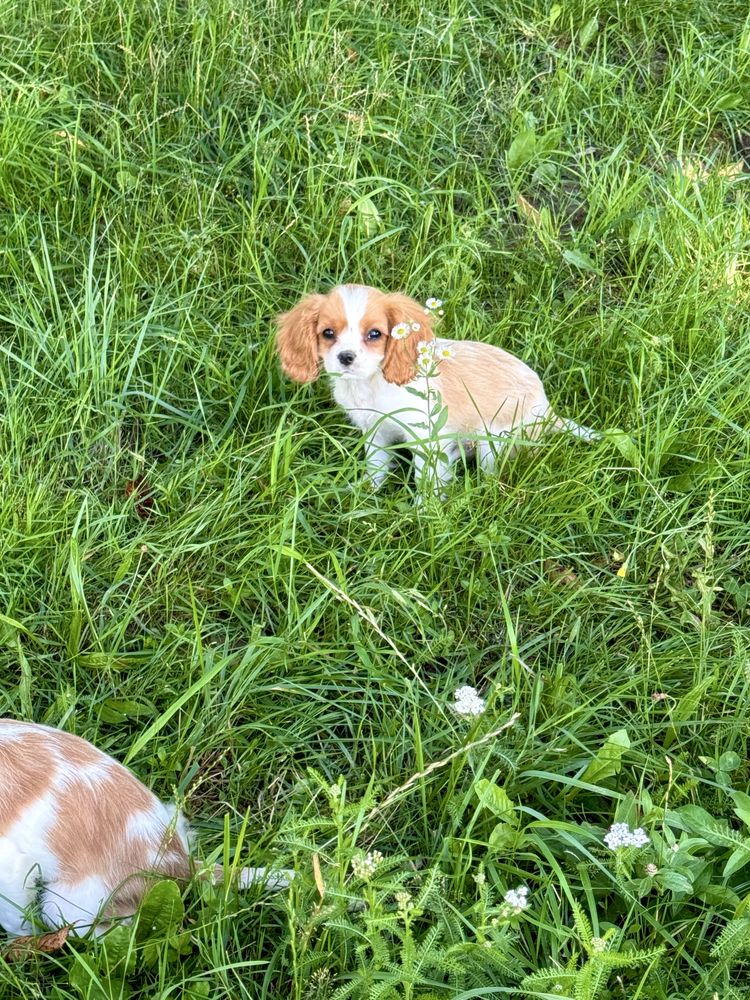 Cavalier king charles spaniel