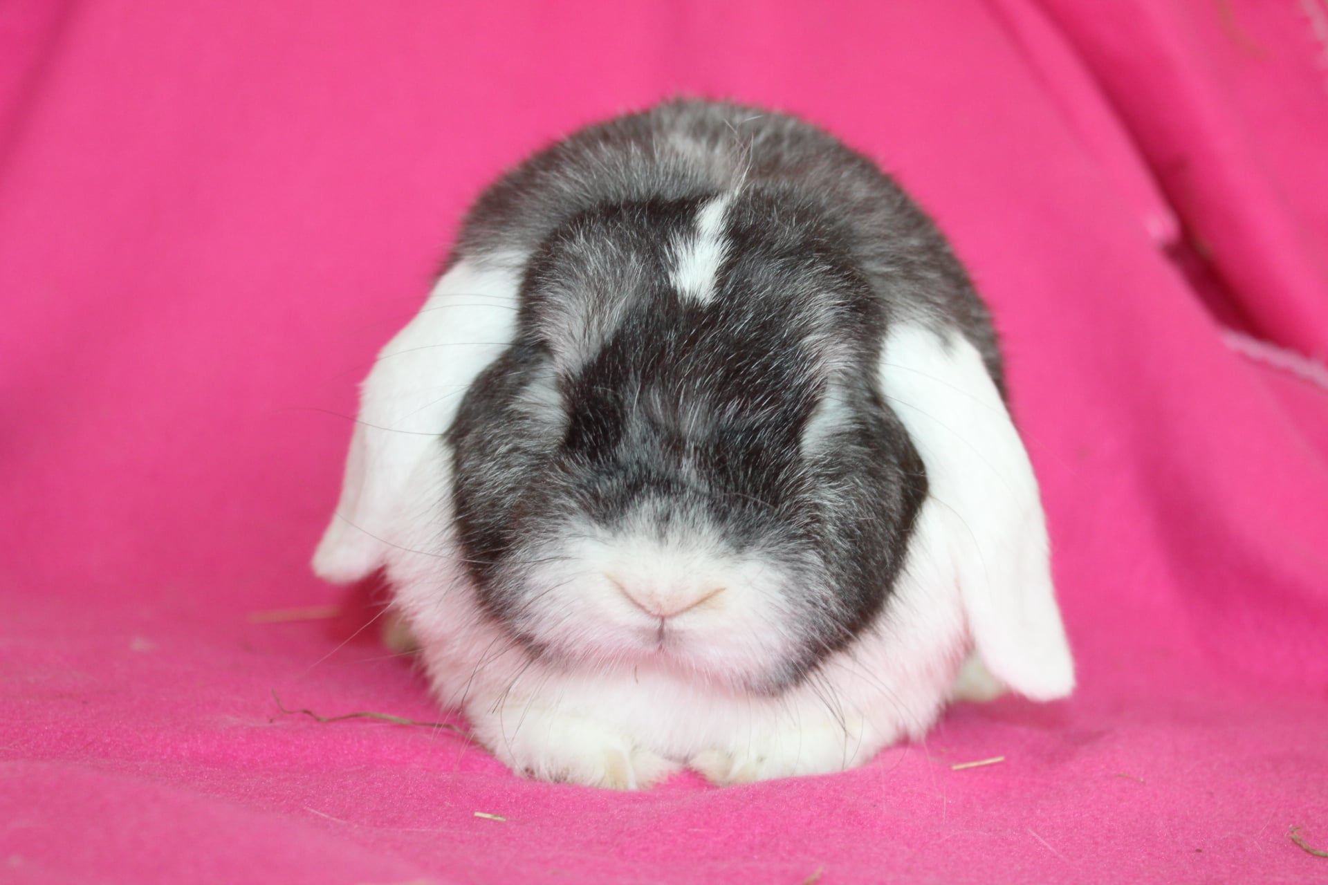 Samice mini lop , mini lopy . Baranki karzełki
