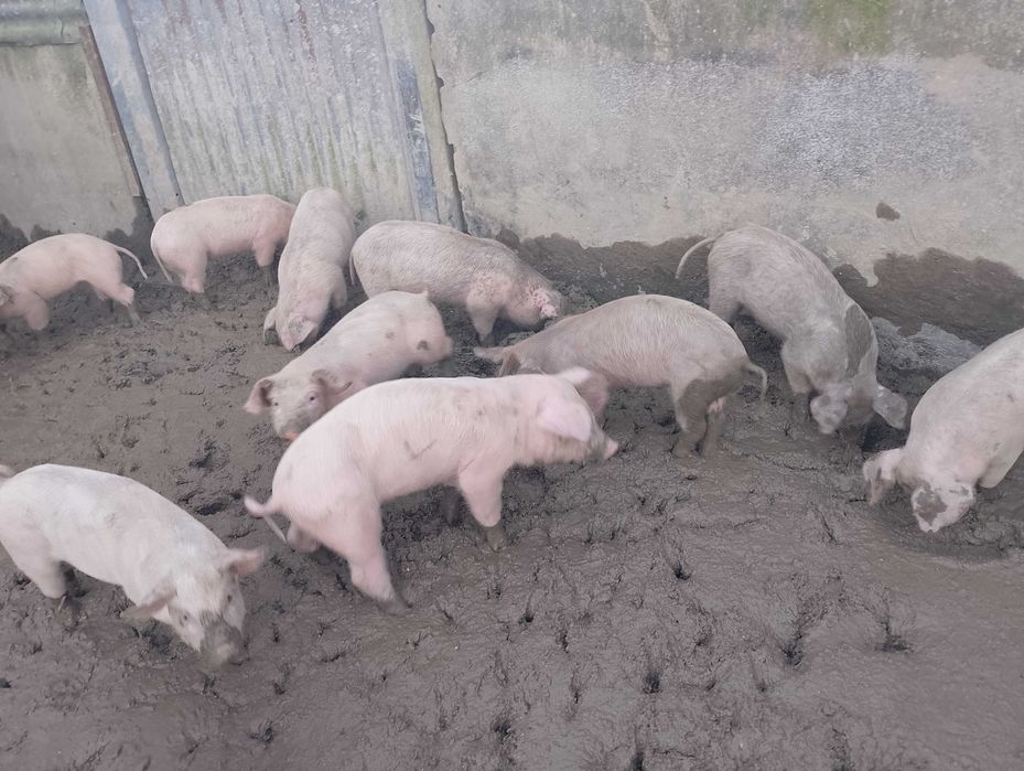 Leitões prontos para venda