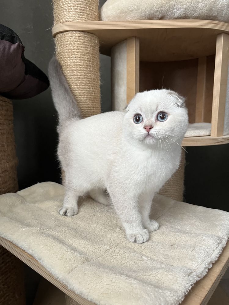 Scottish Fold WCF