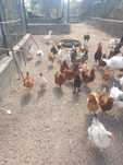 Varios animais galinhas,patos,perus,coelhos..