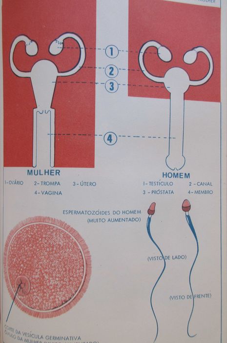 Enciclopédia da Educação Sexual - - - - - 3 X Enciclopédia