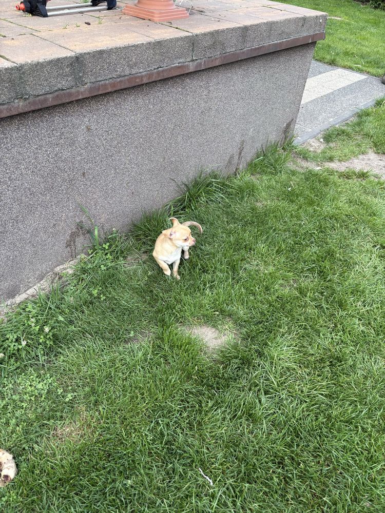 Piesek Chihuahua