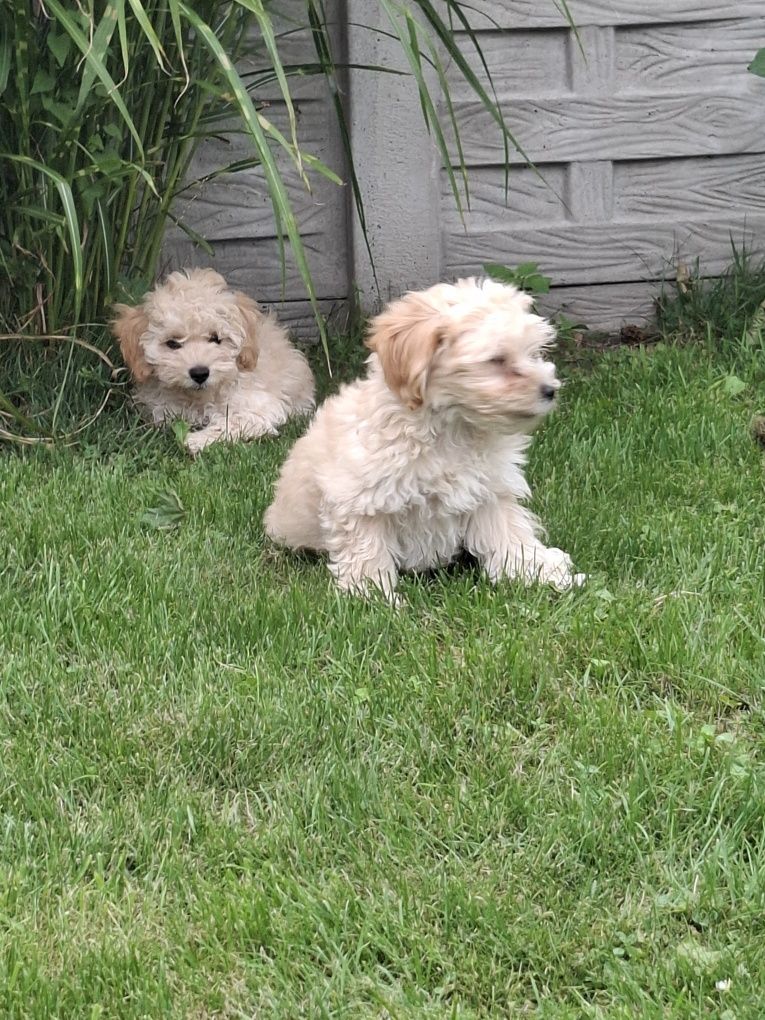 Maltipoo 12 tygodni