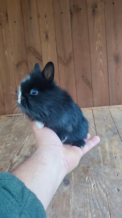 Królik króliki miniaturka miniaturki Teddy