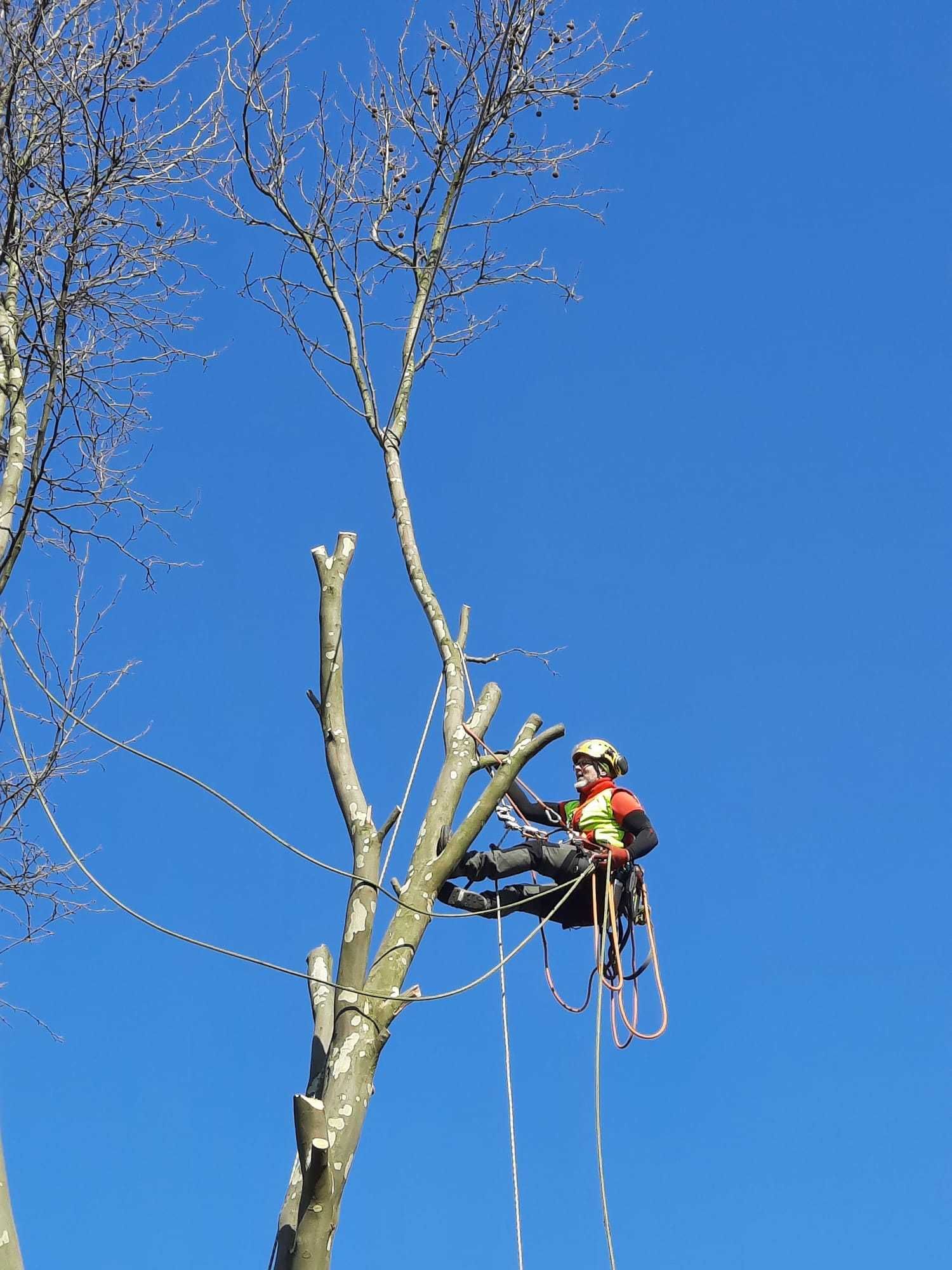 Wycinka drzew metodą alpinistyczną i tradycyjną