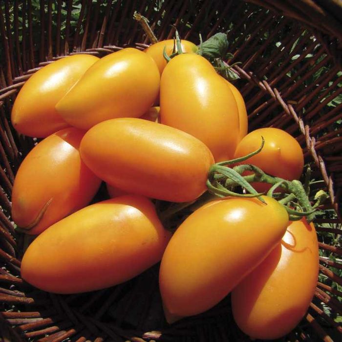 10 Sementes de Tomate Orange Banana