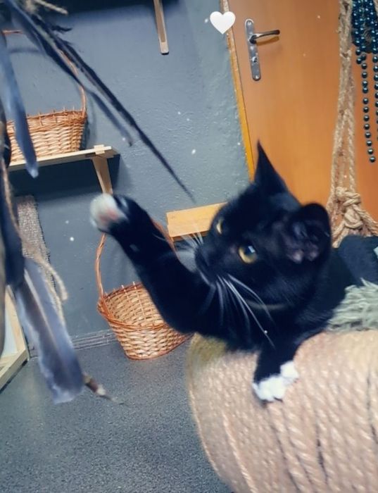 Młoda kotka Jania szuka domku