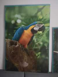 Plakat obraz papuga ptak duży 60x90