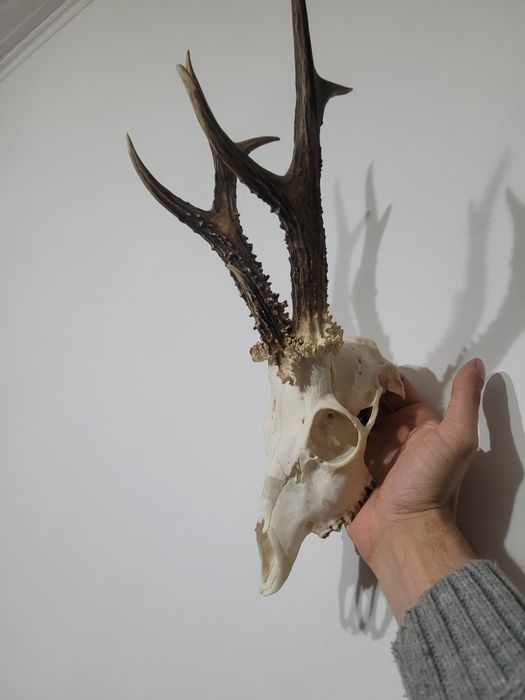 Parostki kozła 3 tykowiec