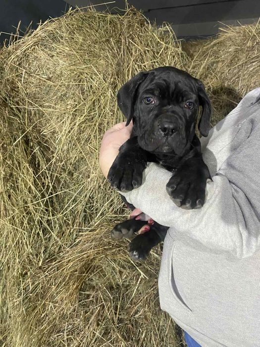 Італійський Кане Корсо