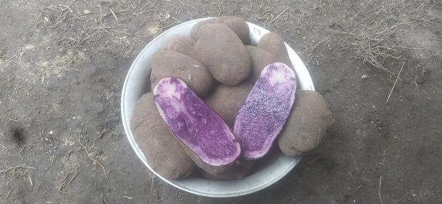 Картофель картошка Гурман Солоха