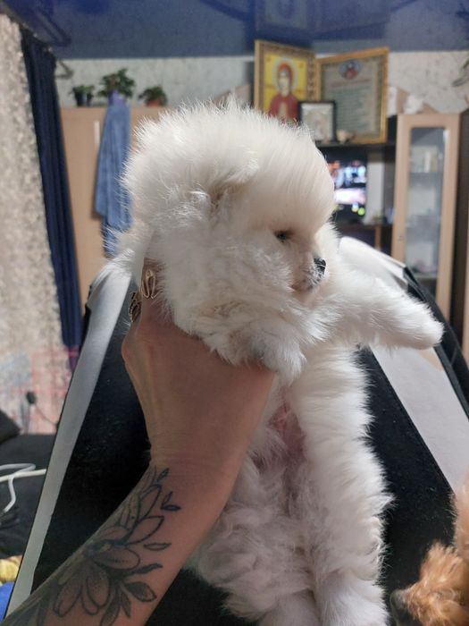 Девочки и мальчики доставка. Торг