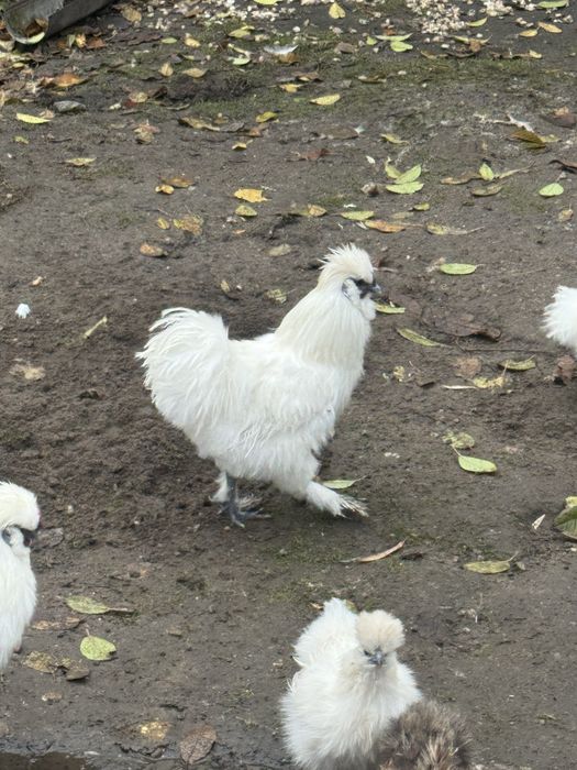 Koguciki Silka Jedwabista