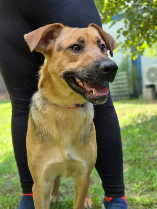 ALMO - szuka domu stałego