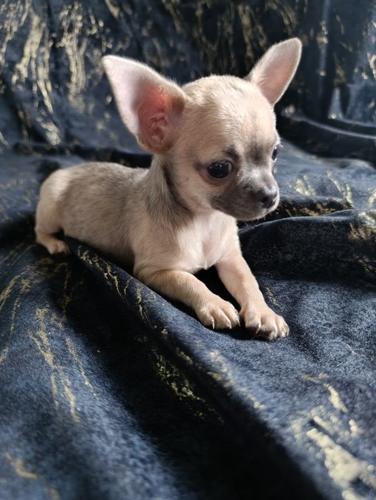 Suczka krótkowłosa chihuahua