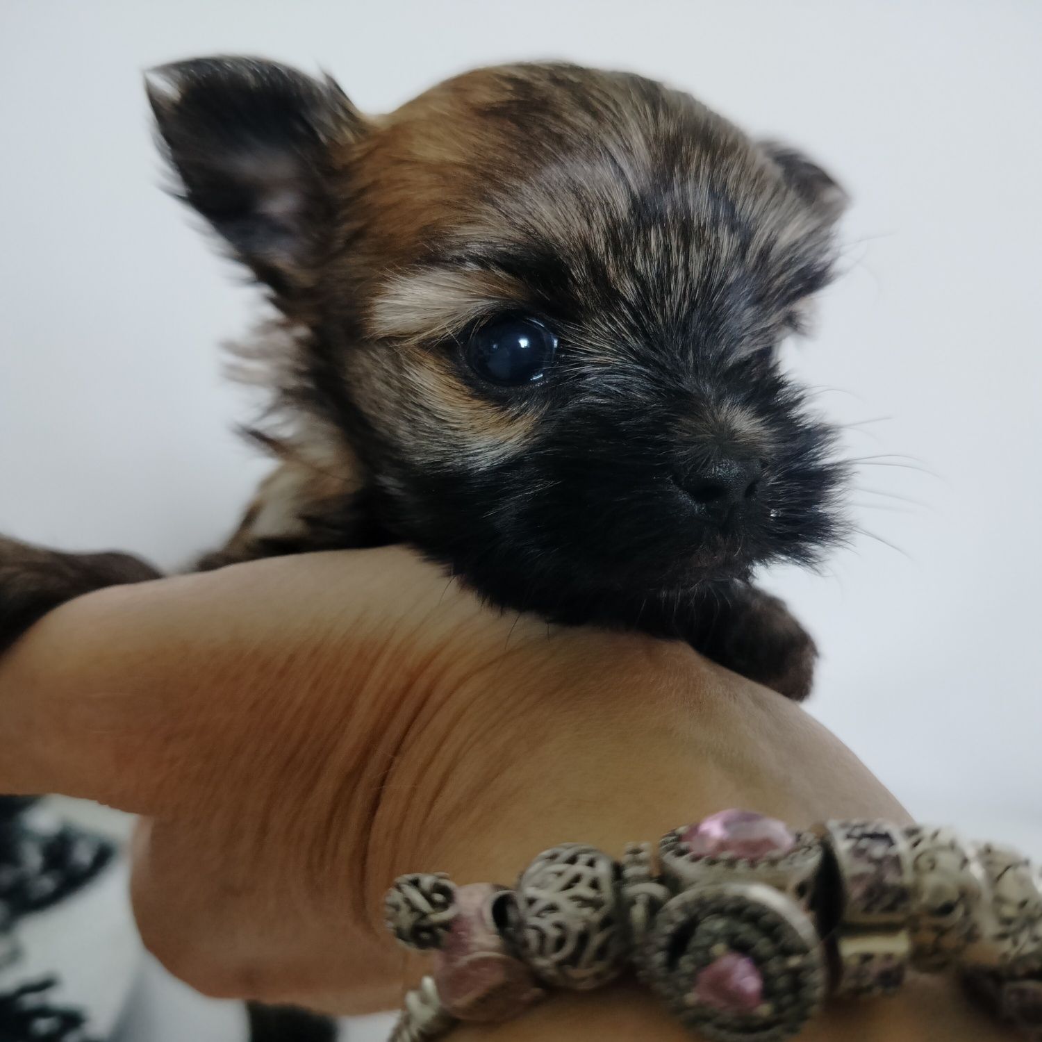 Yorkshire Terrier, Ocean Pearl, suczka XS, Tussi