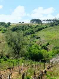 Terreno Rústico a 5km de Arruda dos Vinhos