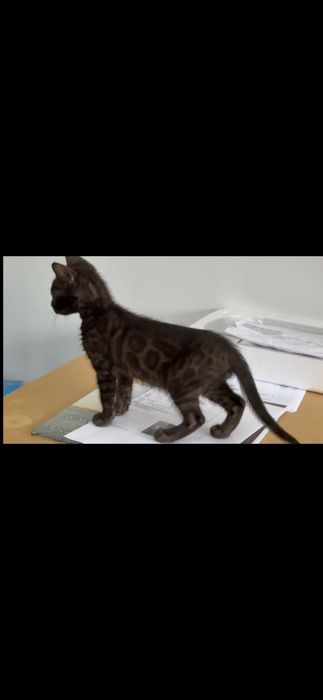 Bengal charcoal top