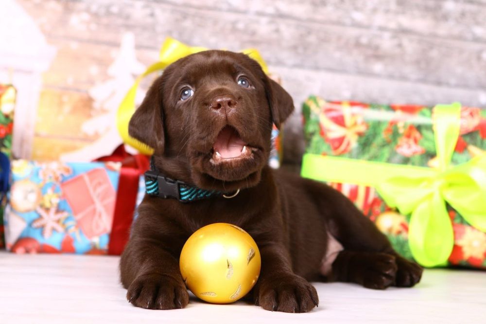 Шоколадні лабрадори Запоріжжя