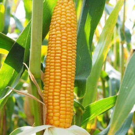 Nasiona kukurydzy kukurydza Wilga kukurydza wczesna fao 180