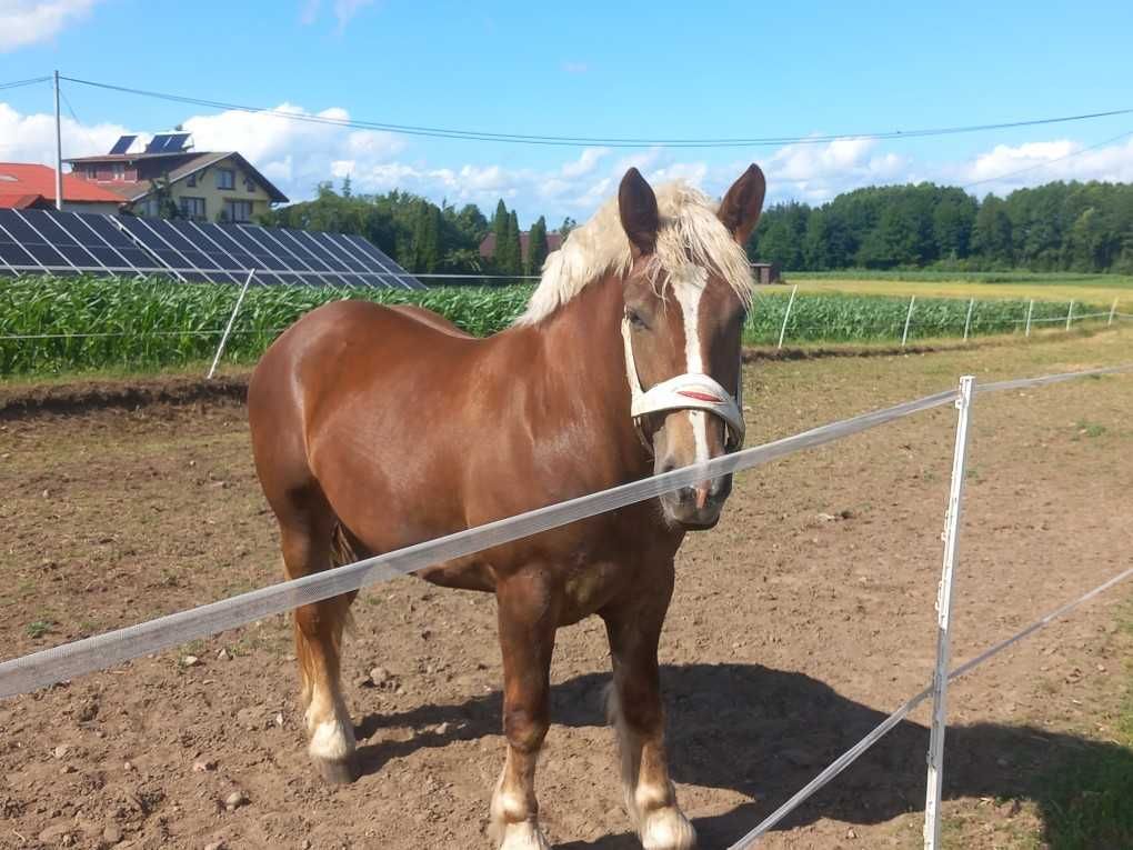 Klacz zimnokrwista sztum