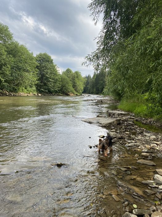 Будинок біля річки