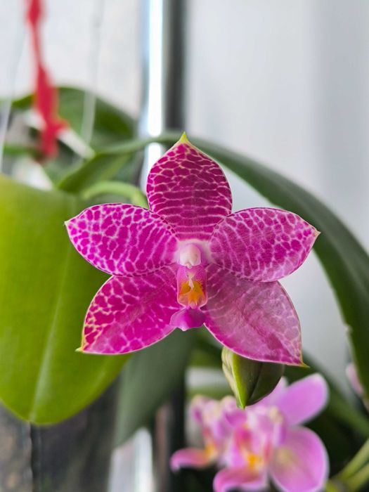 Орхідея Bellina blue x Gigantea фаленопсис домашня