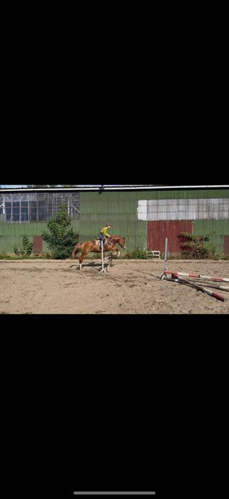 Dzierżawa 6 letniej klaczy