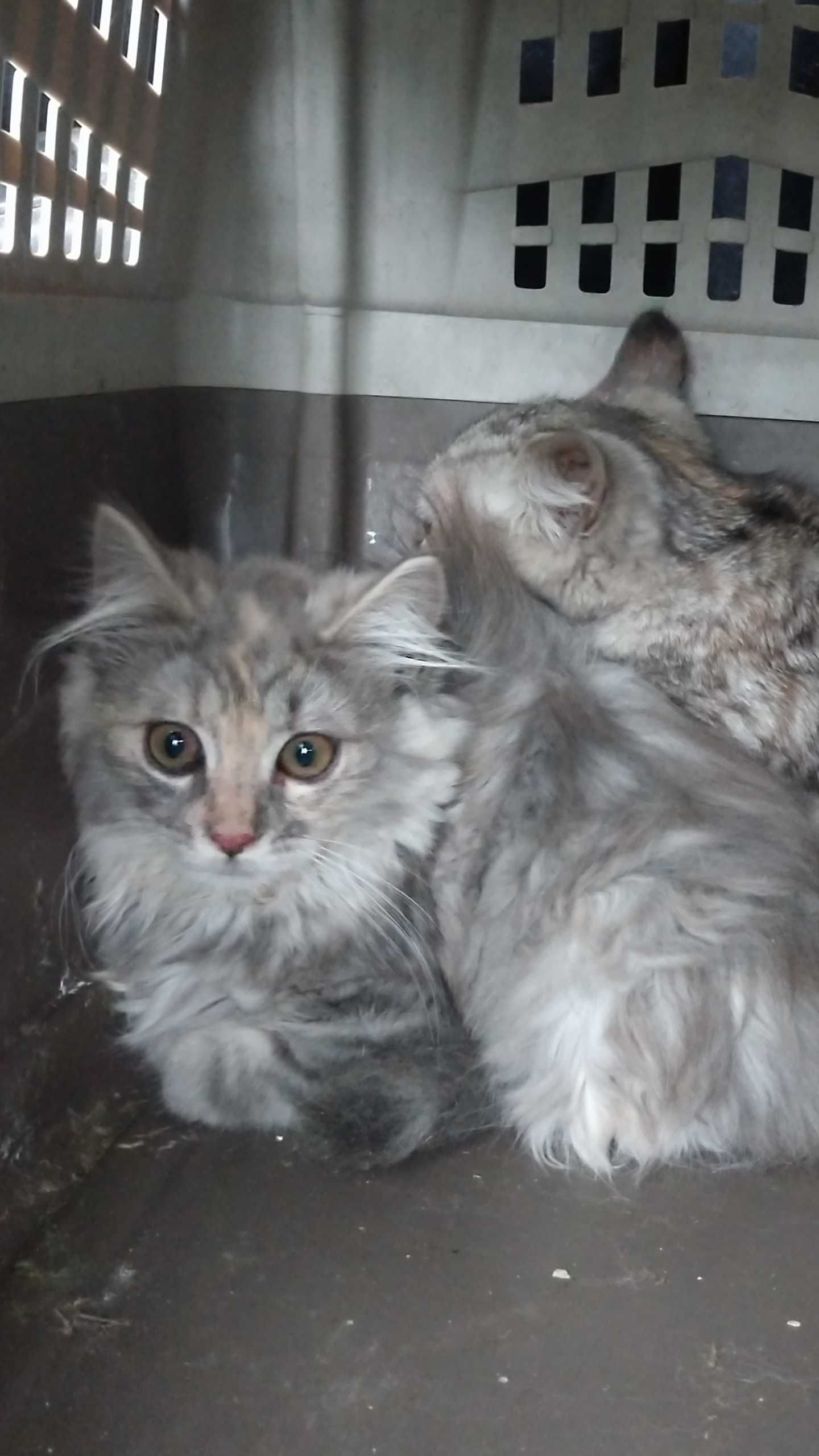 Кошеня котик кіт